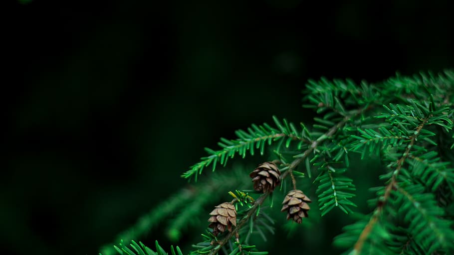 czechia, opava, forest, tree, green, dark, trees, plant, green color HD wallpaper