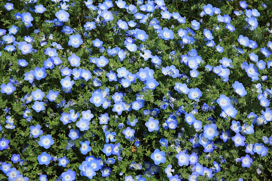 blue flowering plant, full frame, no people, white color, growth HD wallpaper