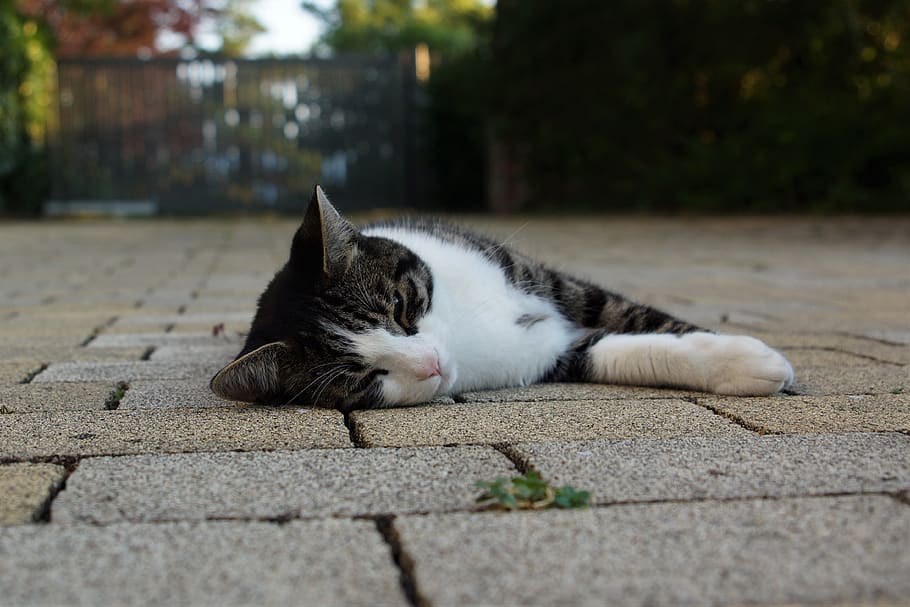 cat, concerns, lazy, tired, rest, relax, domestic cat, feline HD wallpaper