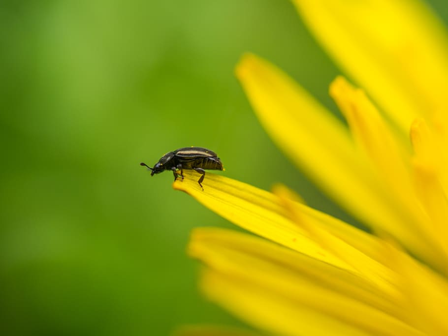 dandelion, macro, insect, beetle, pollen beetle, meligethes HD wallpaper