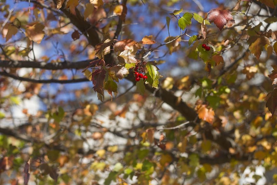 trees, leaves, fall, fruit, red, green, plant, growth, branch HD wallpaper