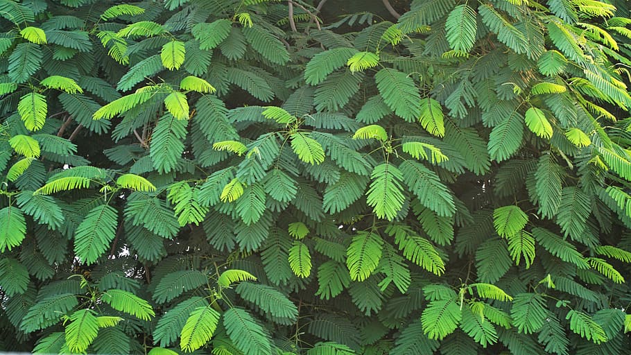 green color, leaf, plant part, growth, full frame, beauty in nature HD wallpaper