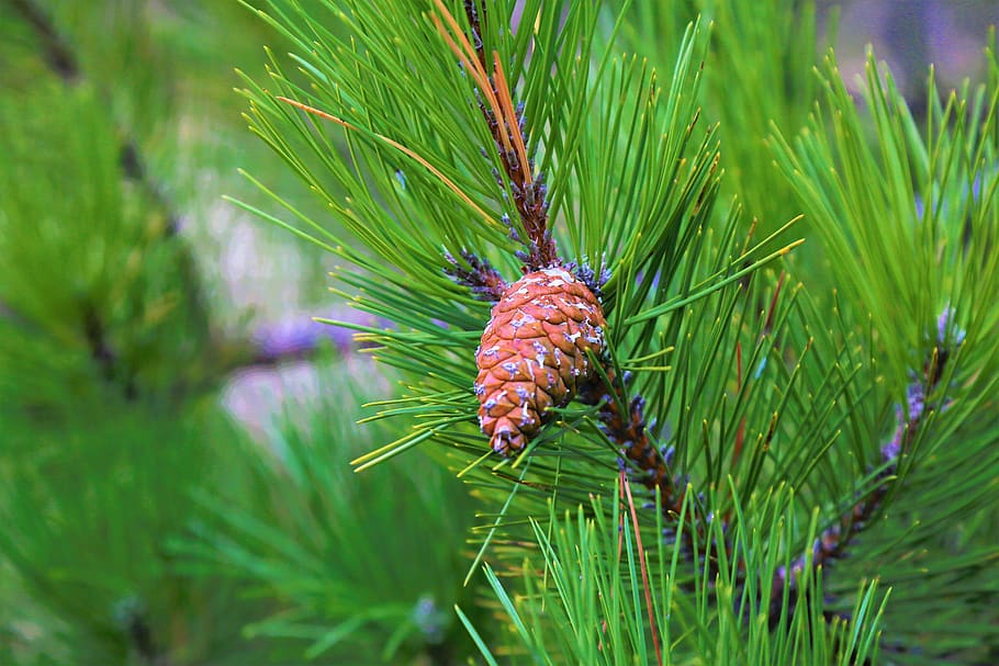 pine, cocoon, forest, tree, nature, plant, green color, growth HD wallpaper