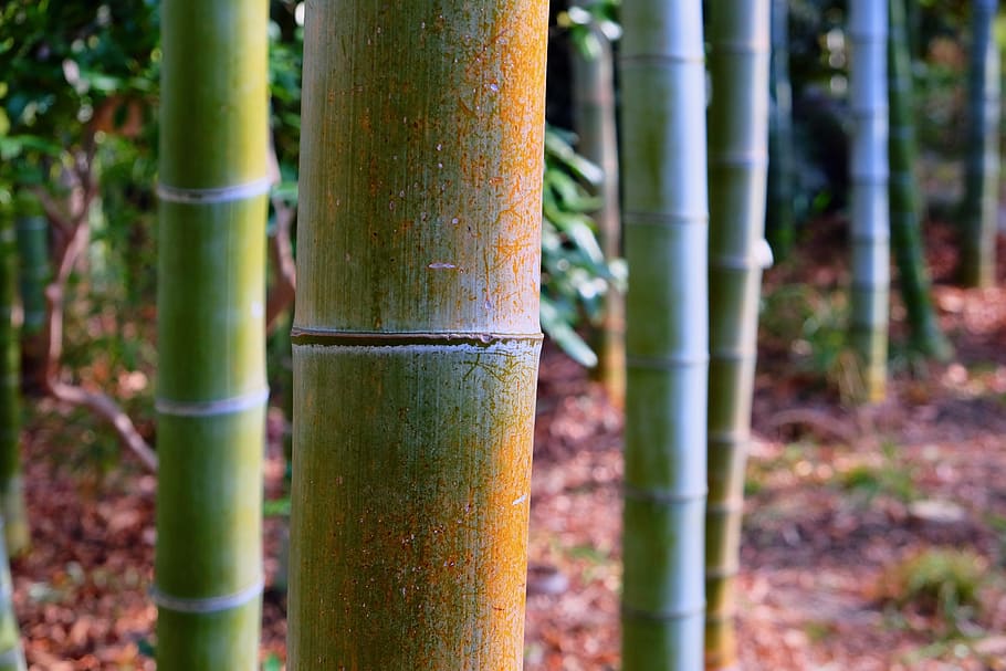 bamboo, forest, sunlight, surface, plant, bamboo - plant, no people HD wallpaper