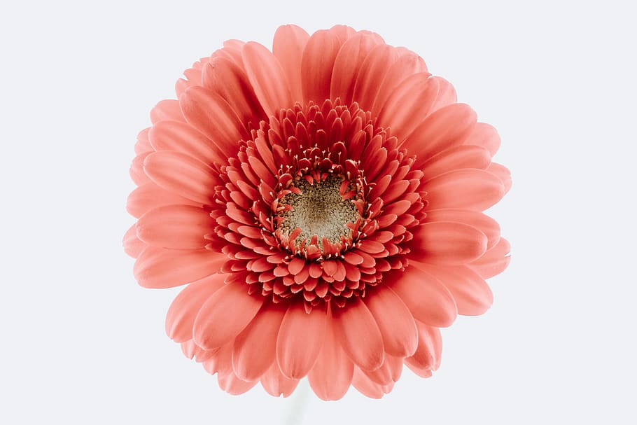 carnation flower, blossom, plant, flora, daisy, daisies, dahlia HD wallpaper