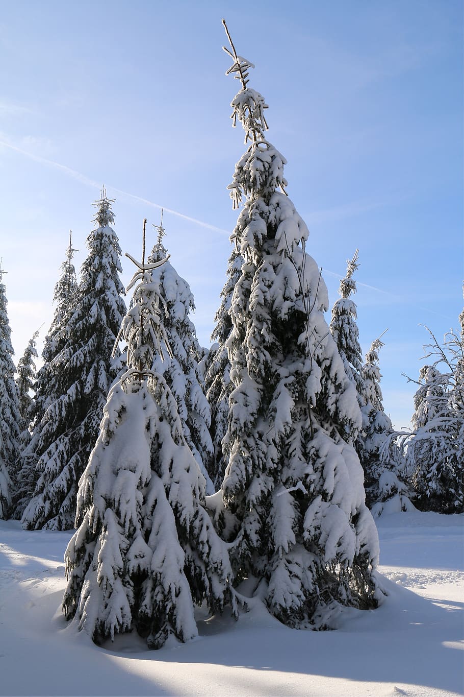 winter, trees, snow, nature, landscape, wintry, cold, white HD wallpaper