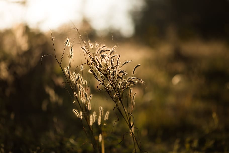 Selective Focus Photo of Flower, field, grass, growth, macro HD wallpaper