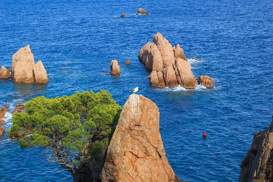 spain, bird, seagull, tree, pine, green, blue, rocks, cliffs HD wallpaper