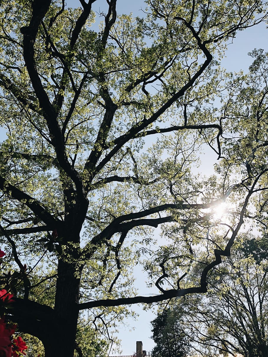 trees, nature, green, spring, outdoors, beautiful, sky, sun HD wallpaper