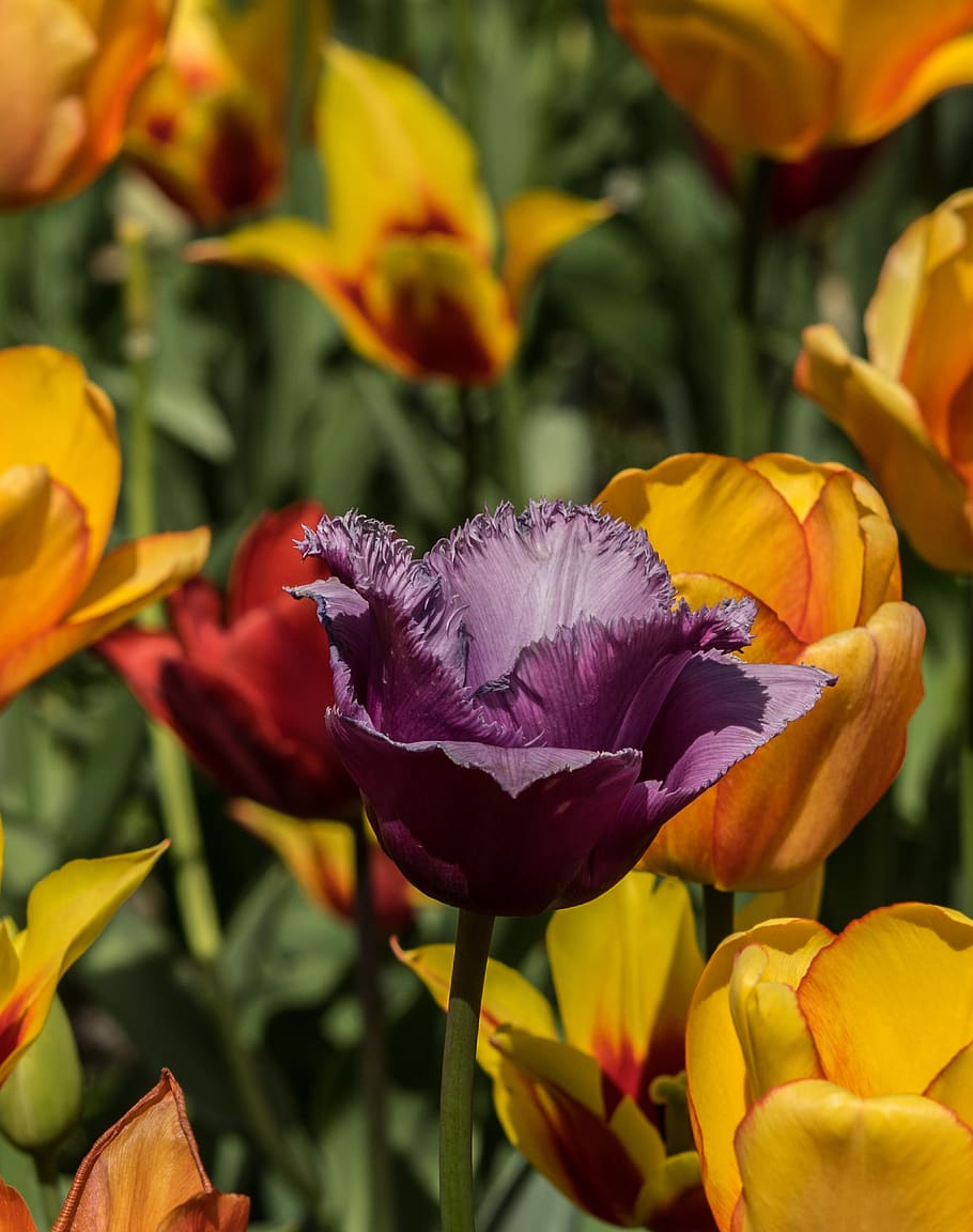 tulip, purple, flower, spring, nature, bloom, flowers, romantic HD wallpaper