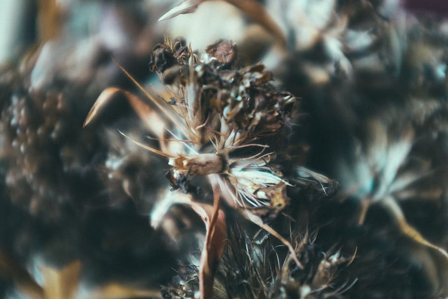 Dry plant closeup, abstract, background, beautiful, beauty, black HD wallpaper