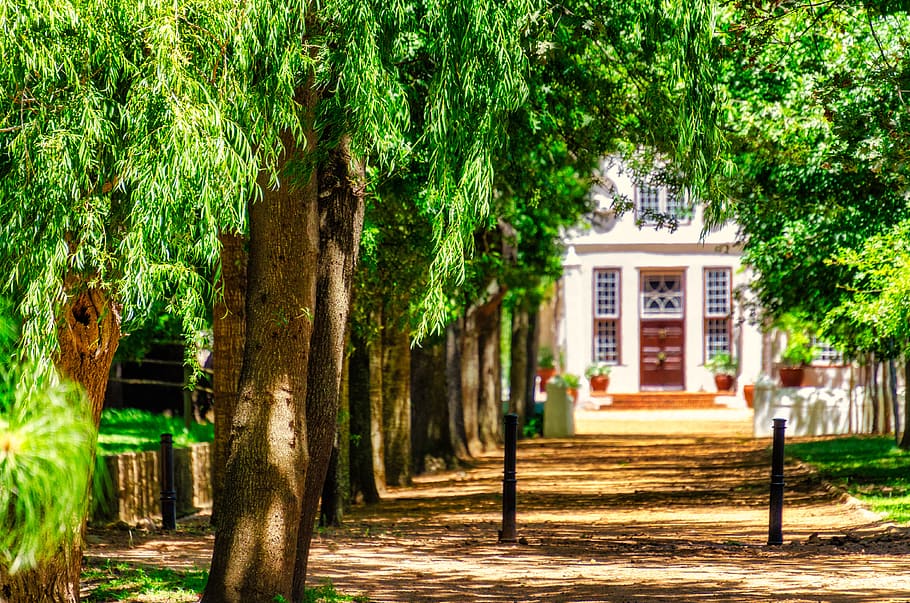 trees, avenue, building, mansion, path, nature, mood, leaves HD wallpaper