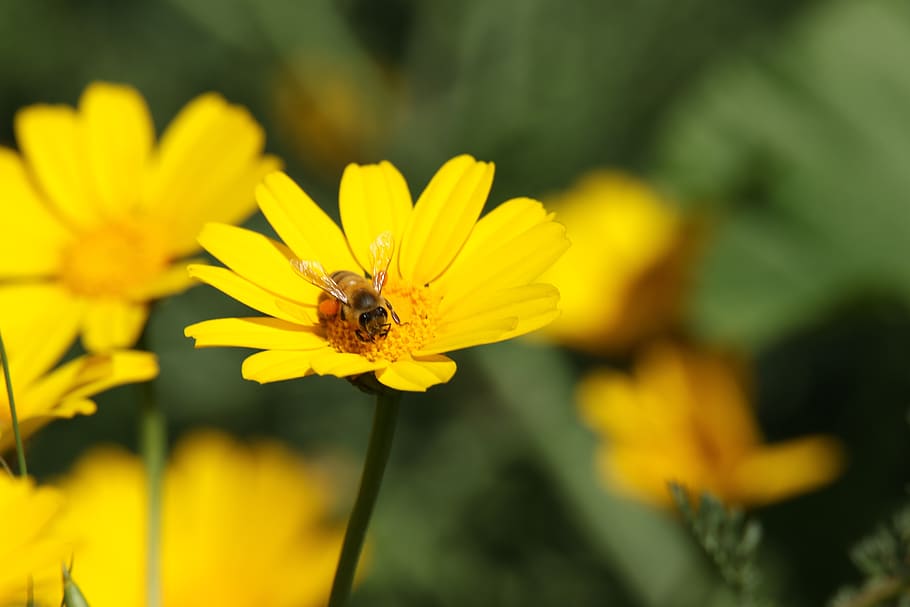 insect, bee, flowers, yellow, bloom, flowering plant, fragility HD wallpaper