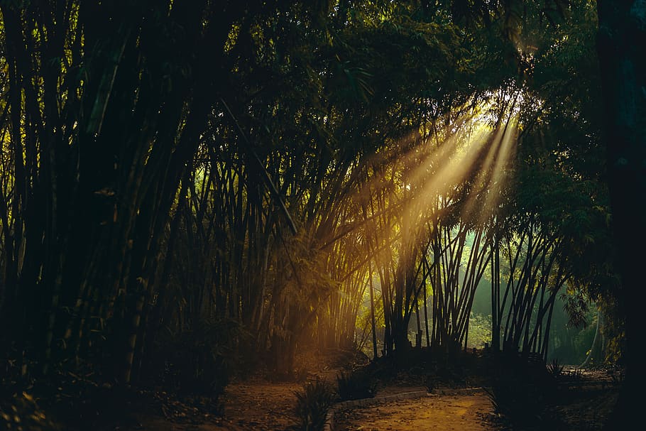 trees at daytime, light, flare, sunlight, plant, bamboo, nature HD wallpaper