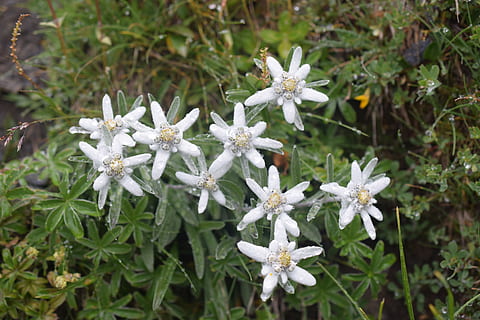 edelweiss, flowers, white, plant, growth, flowering plant, white color HD wallpaper