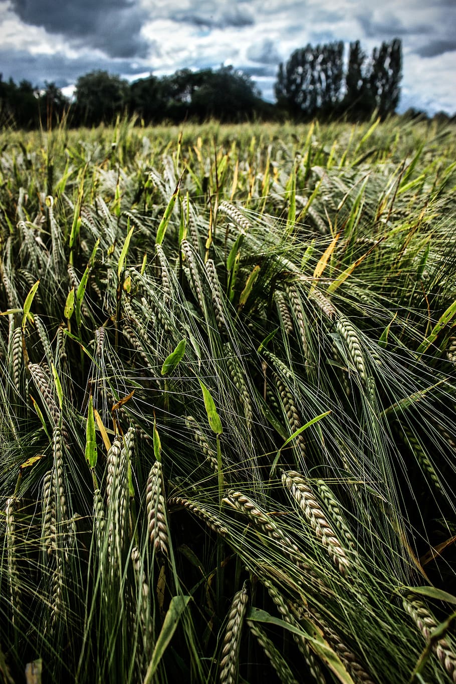 crop, field, landscape, background, canon, green, natural, nature HD wallpaper