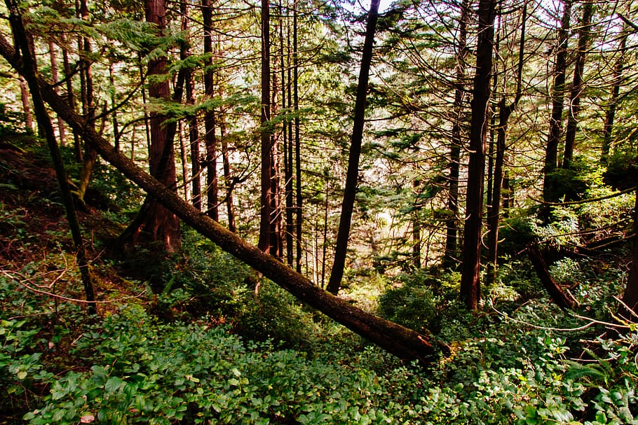 forest bark tress, tree, plant, land, tranquility, woodland, nature HD wallpaper