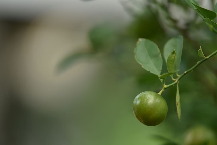 tree, lemon, lamonade, orange, green, leaf, leaves, blur, background HD wallpaper