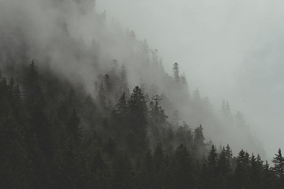 photo of green leafed trees on mountain, forest, mist, fog, cloud