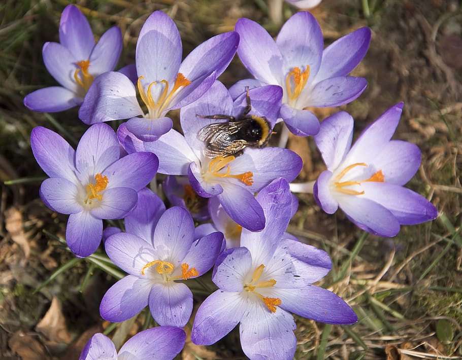 insect, hummel, crocus, sprinkle, blossom, bloom, pollen, garden HD wallpaper