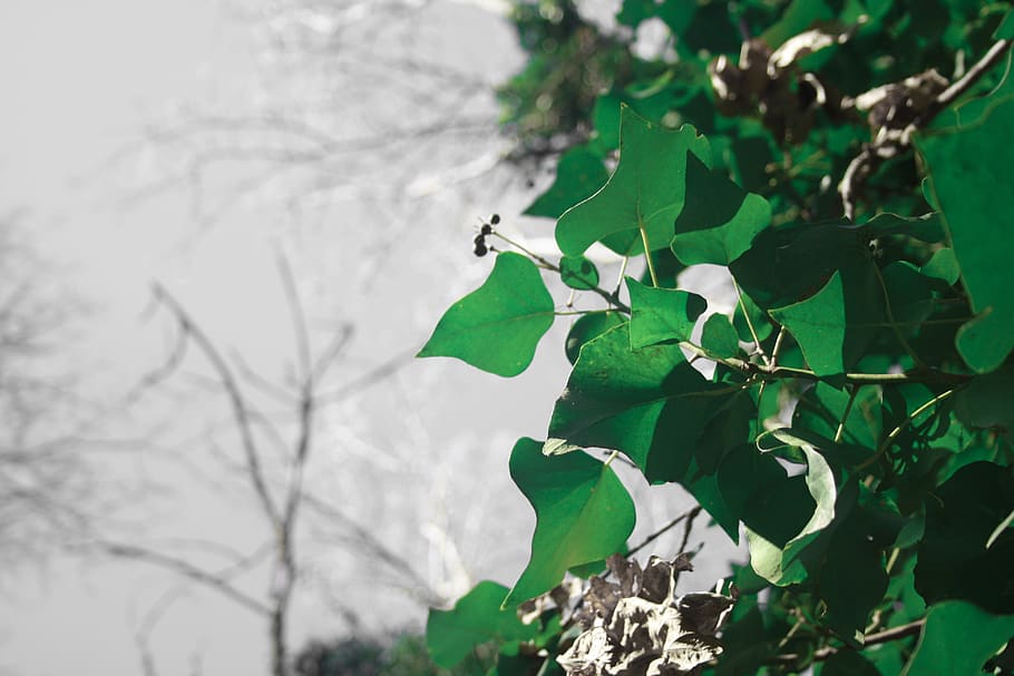 leaf, plant, tree, green, leaves, oak, flower, blossom, vegetation HD wallpaper