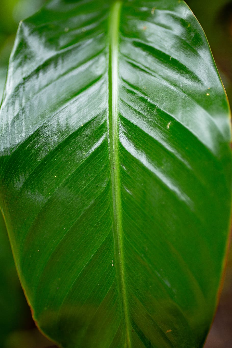 Green Leaf, biology, botanical, bright, close-up, drop, freshness HD wallpaper