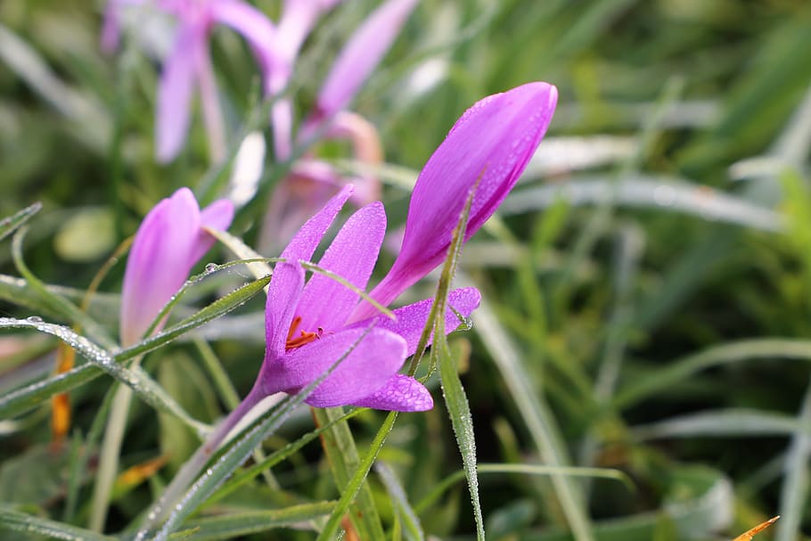 crocus, meadow, plant, blooming, violet, colorful, morning HD wallpaper