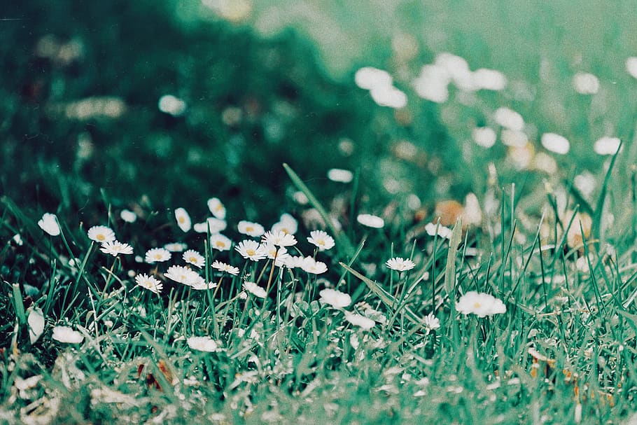 Dasiy flower on grass, plant, selective focus, green color, nature HD wallpaper
