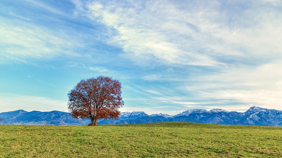 tree, alps, mountains, bavaria, allgäu, grass, green, sky HD wallpaper