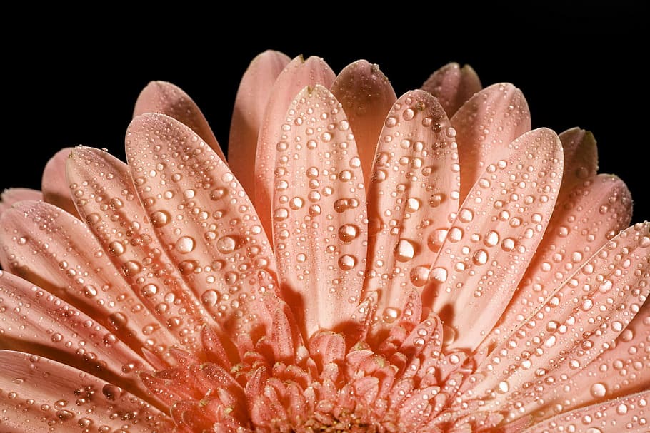 background, beautiful, blossom, botany, daisy, flora, flower HD wallpaper