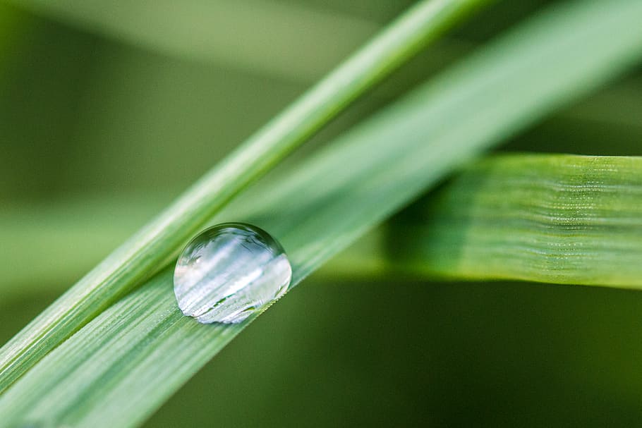 green-linear plant, green color, plant part, leaf, close-up, nature HD wallpaper