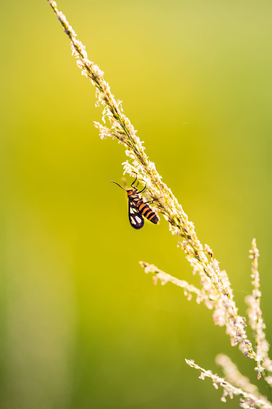 Insect On Flower, bug, little, invertebrate, plant, animals in the wild HD wallpaper