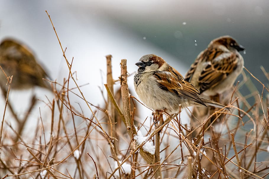 brown sparrows perching on brown bamboo, animal, bird, anthus HD wallpaper