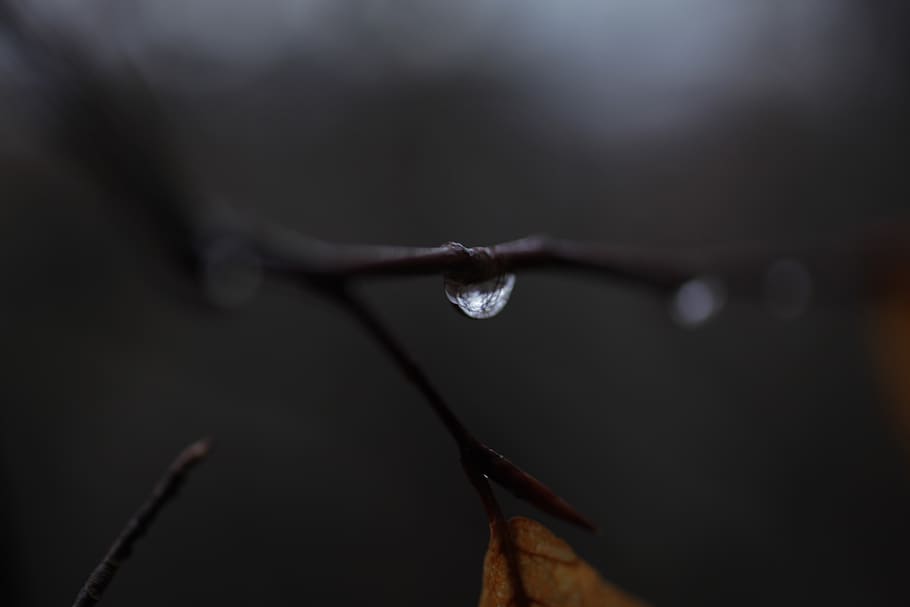 drop, close-up, focus on foreground, no people, water, selective focus HD wallpaper