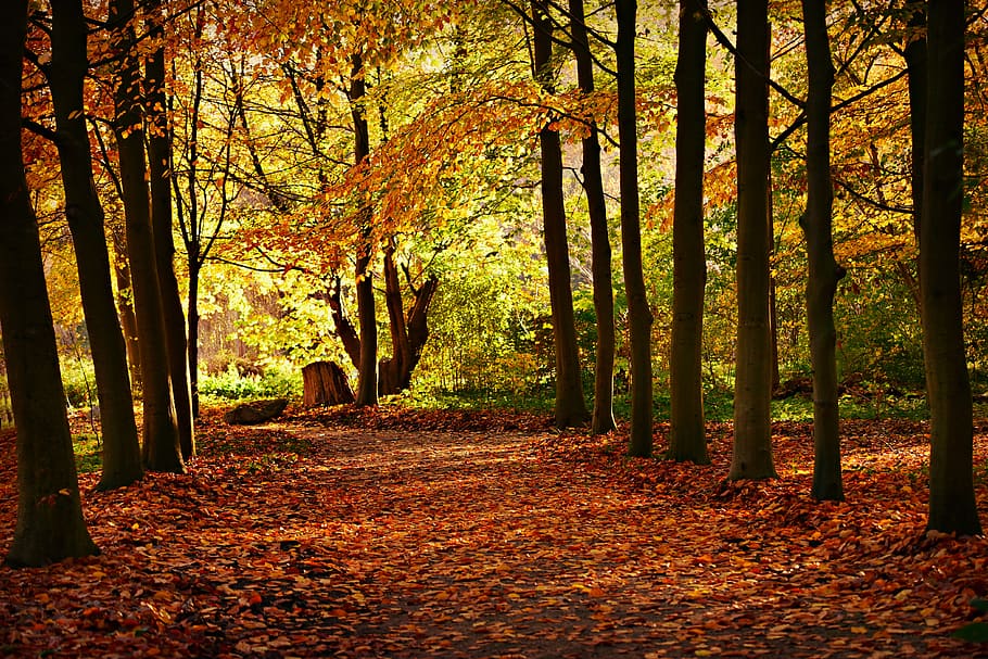 trees, row, tree lined, lane, park, autumn colors, sunlight HD wallpaper