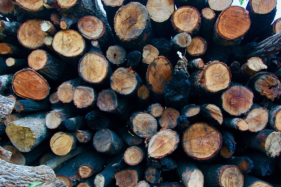 timber, log, lumber industry, wood, firewood, large group of objects HD wallpaper