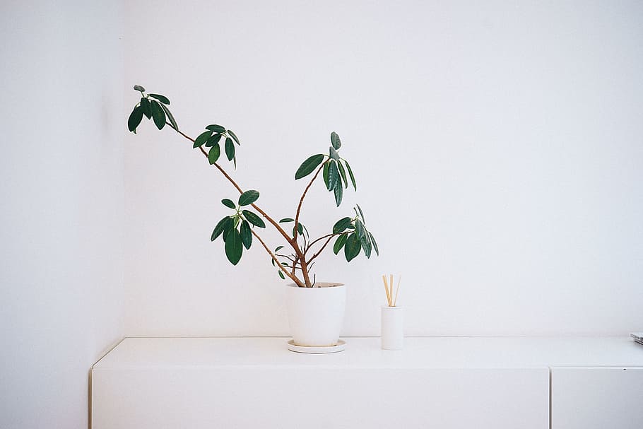 potted green leaf plant on white wooden table, interior, house, HD wallpaper