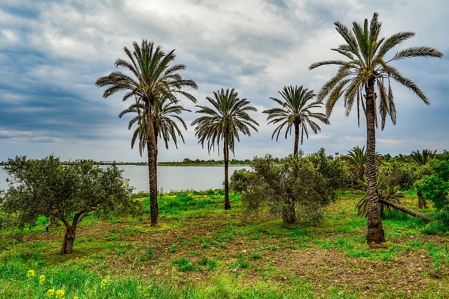 palm trees, landscape, scenery, nature, meadow, lake, sky, clouds HD wallpaper
