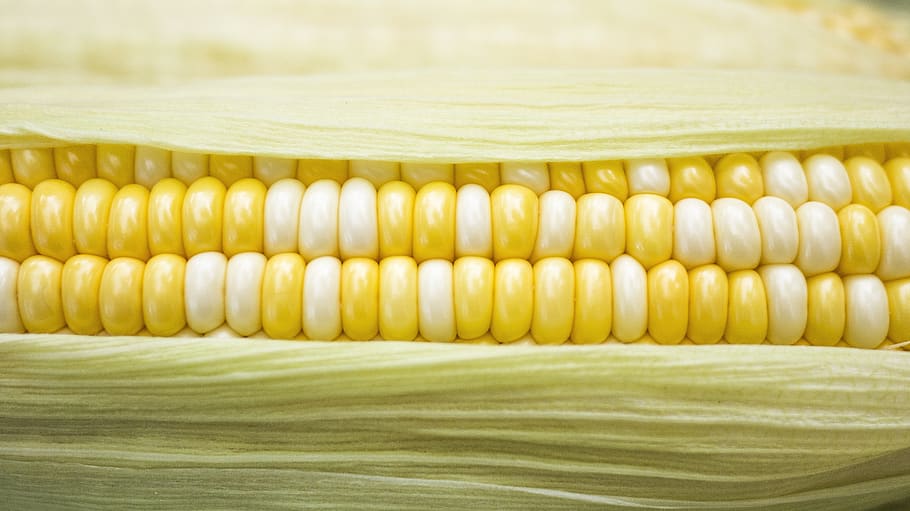 yellow and white corn, vegetable, food and drink, corn on the cob HD wallpaper
