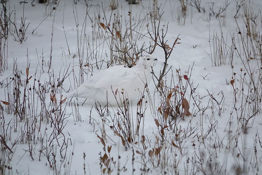 ptarmigan, arctic, snow, camouflage, water, lake, vertebrate, HD wallpaper