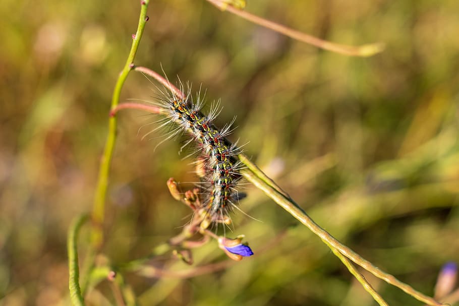 south africa, cape town, rondebosch common, hairy caterpillar, HD wallpaper