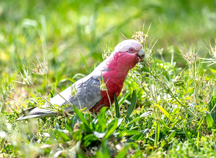 red bird on grass field, animal themes, vertebrate, one animal HD wallpaper