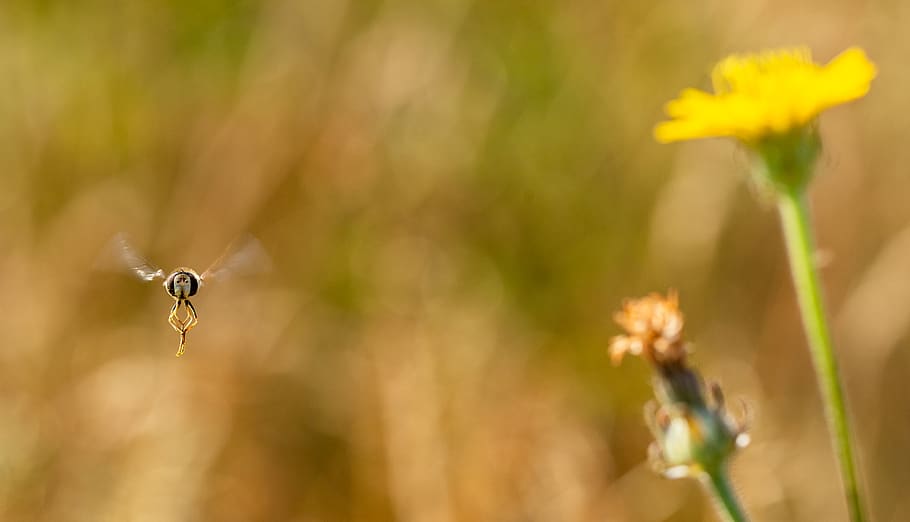 selective focus black flying insect, flower, daffodil, plant HD wallpaper