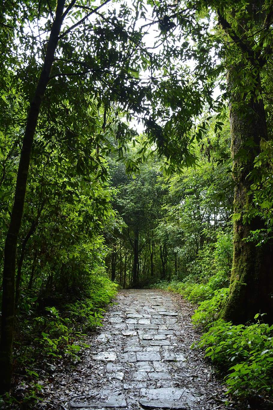 india, ravangla, stone path, greenery, mountains, trees, trek route HD wallpaper