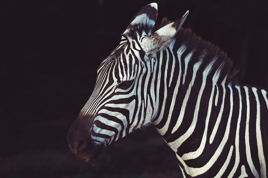 zebra, stripes, black, white, animal, striped, animal themes HD wallpaper