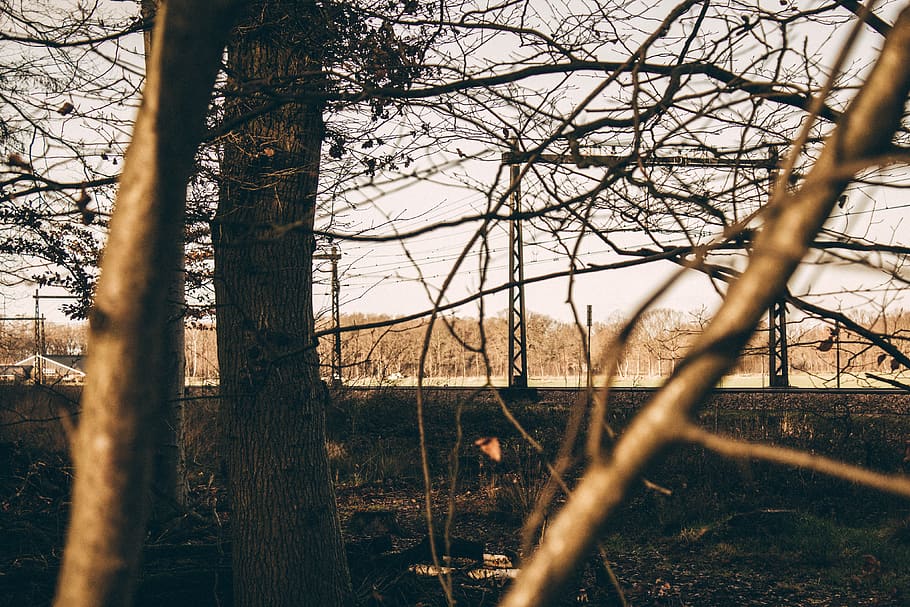 bare trees during golden hour, light, steam, transport, woodland HD wallpaper