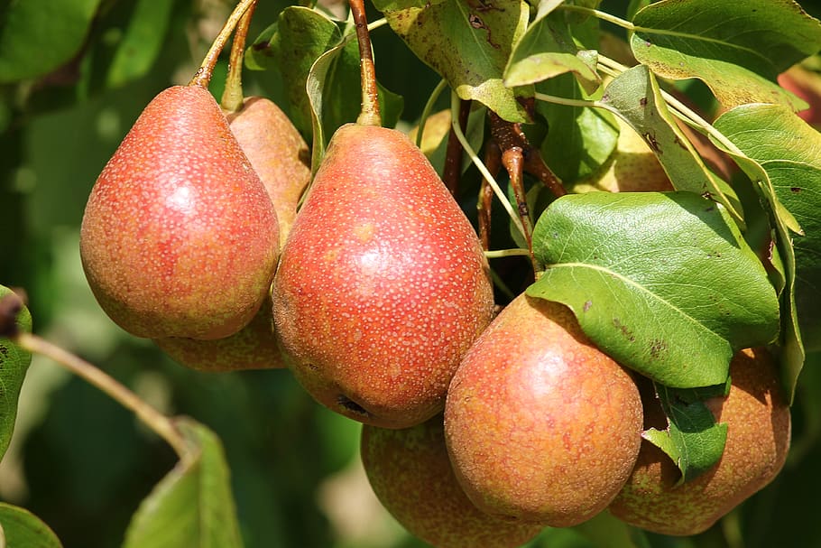 pears, fruit, pyrus, depend, mature, green, red, healthy, eat HD wallpaper
