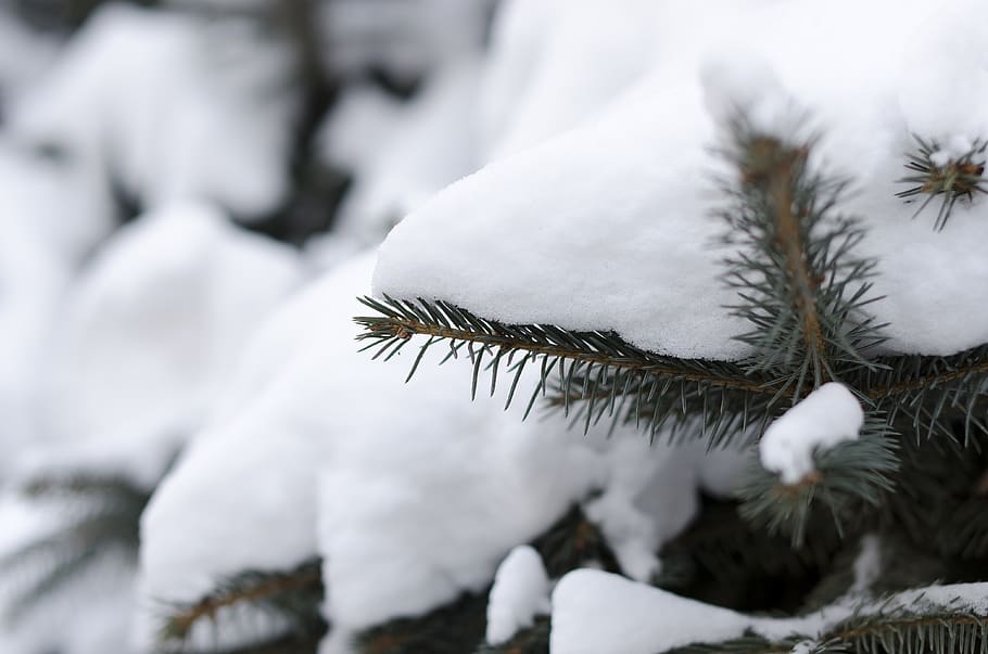 pine branches, the first snow, winter, cold temperature, white color HD wallpaper