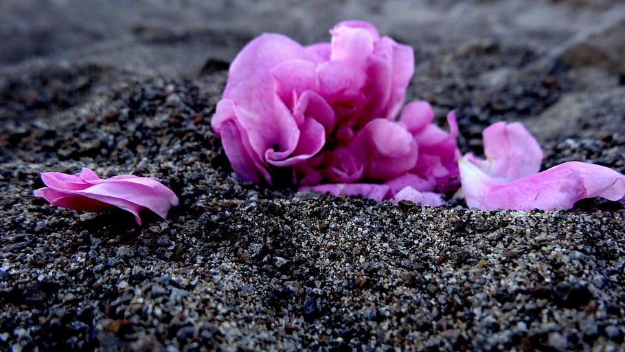 wallpaper, background, cute, beach, petals, flower, pink, sand HD wallpaper