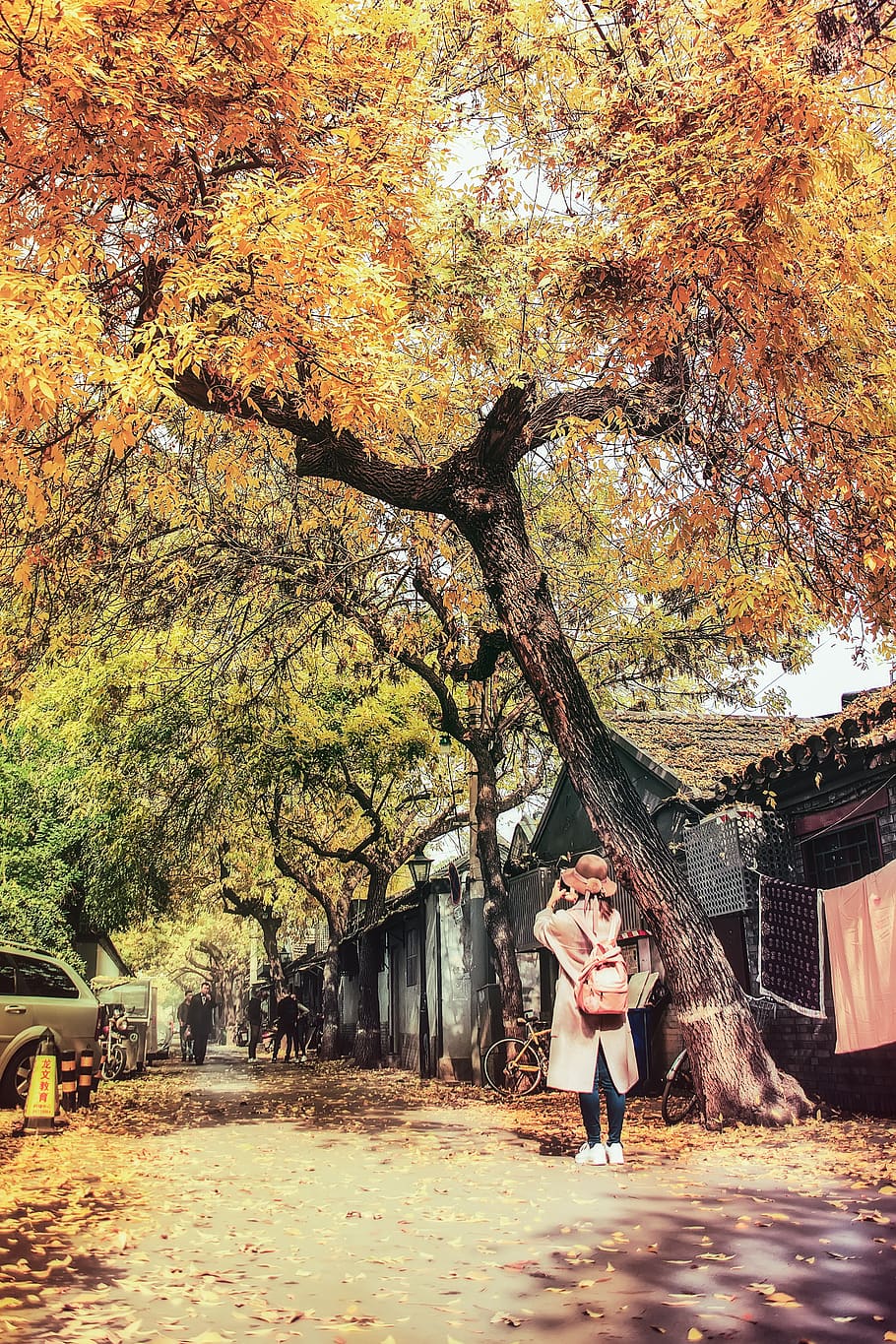 woman using smartphone under yellow tree, plant, person, human HD wallpaper